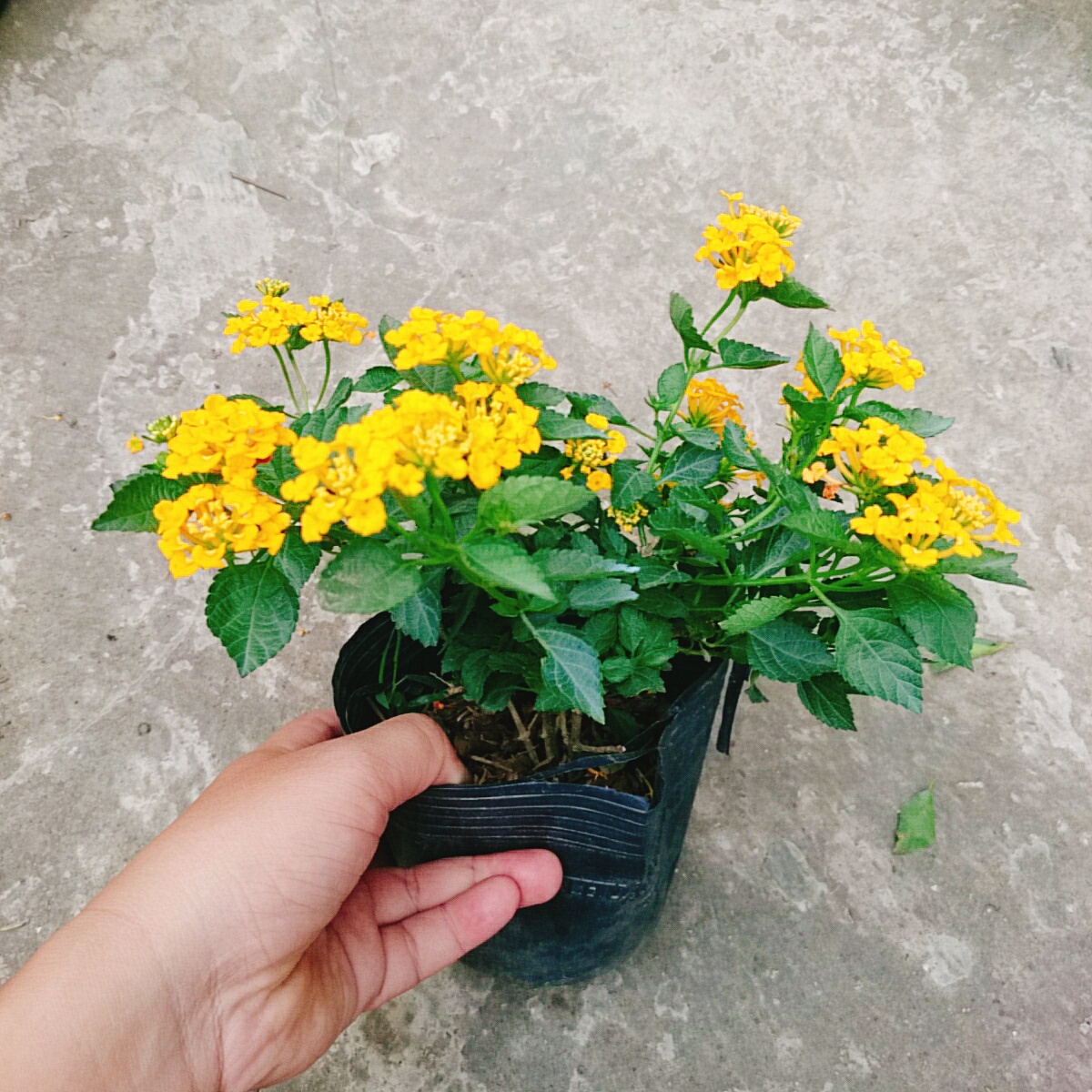 Cây Hoa Trâm Ổi (Vàng)