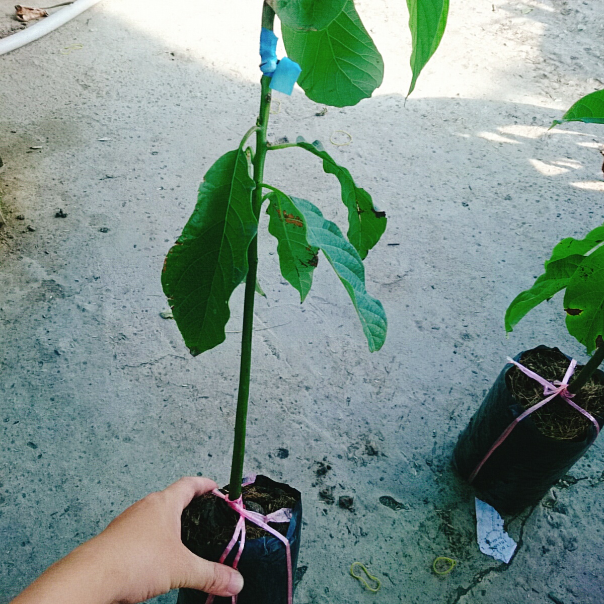 Cây Bơ 034