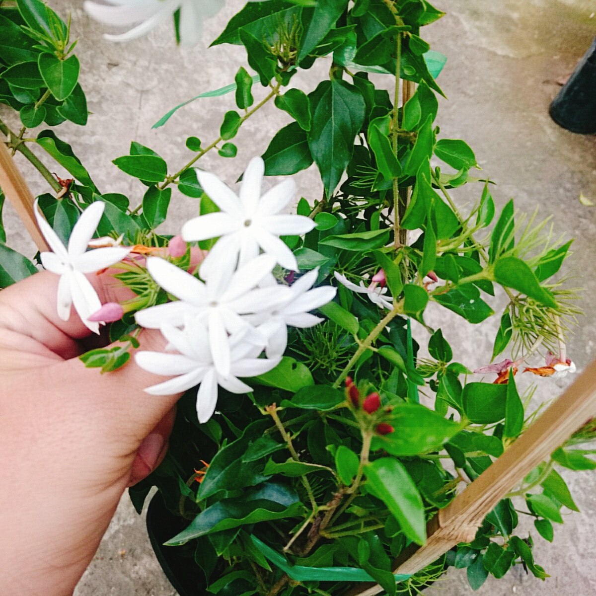 Cây Nguyệt Quế Leo