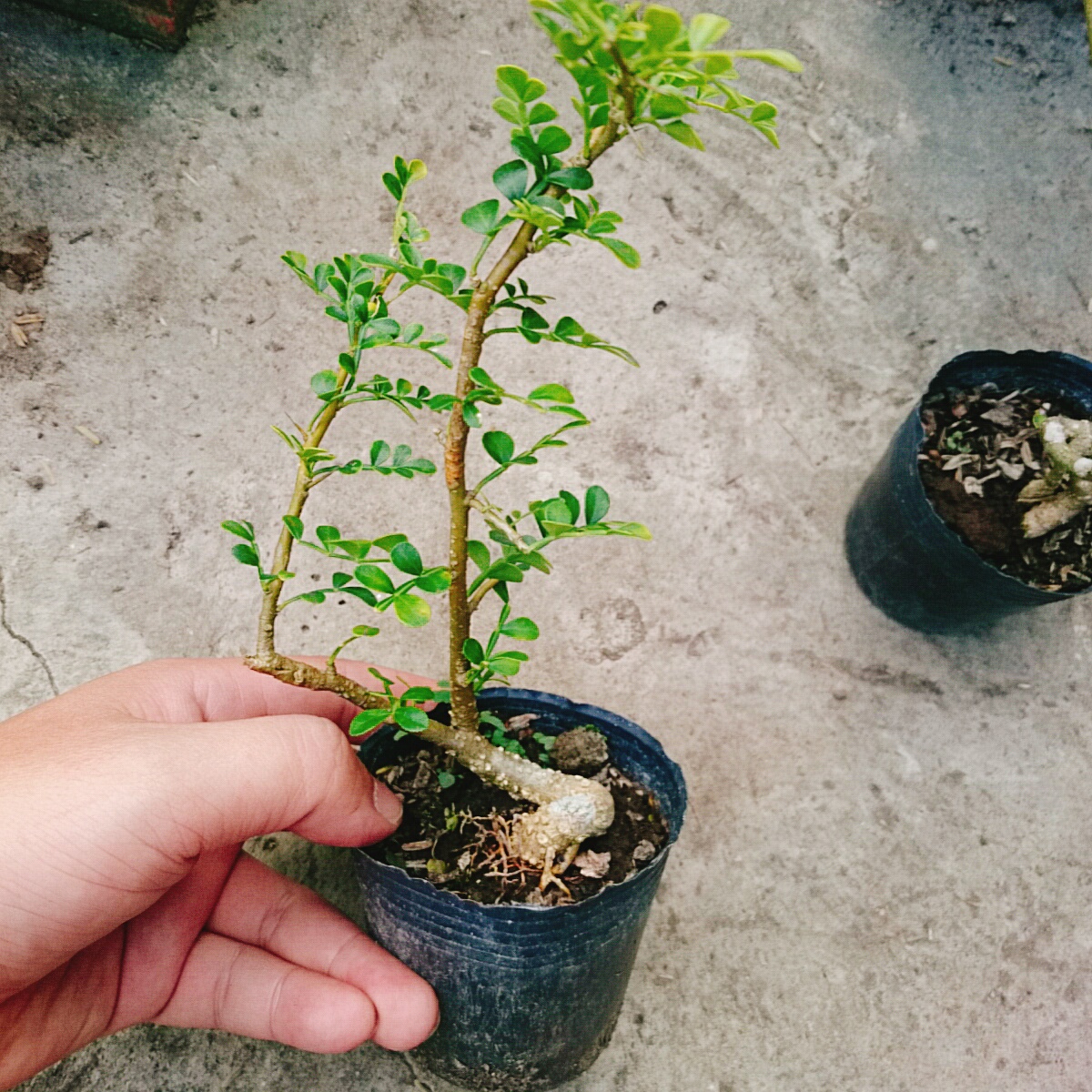 Cây Cần Thăng Mini