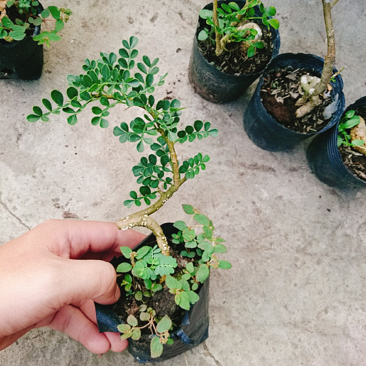 Cây Cần Thăng Mini