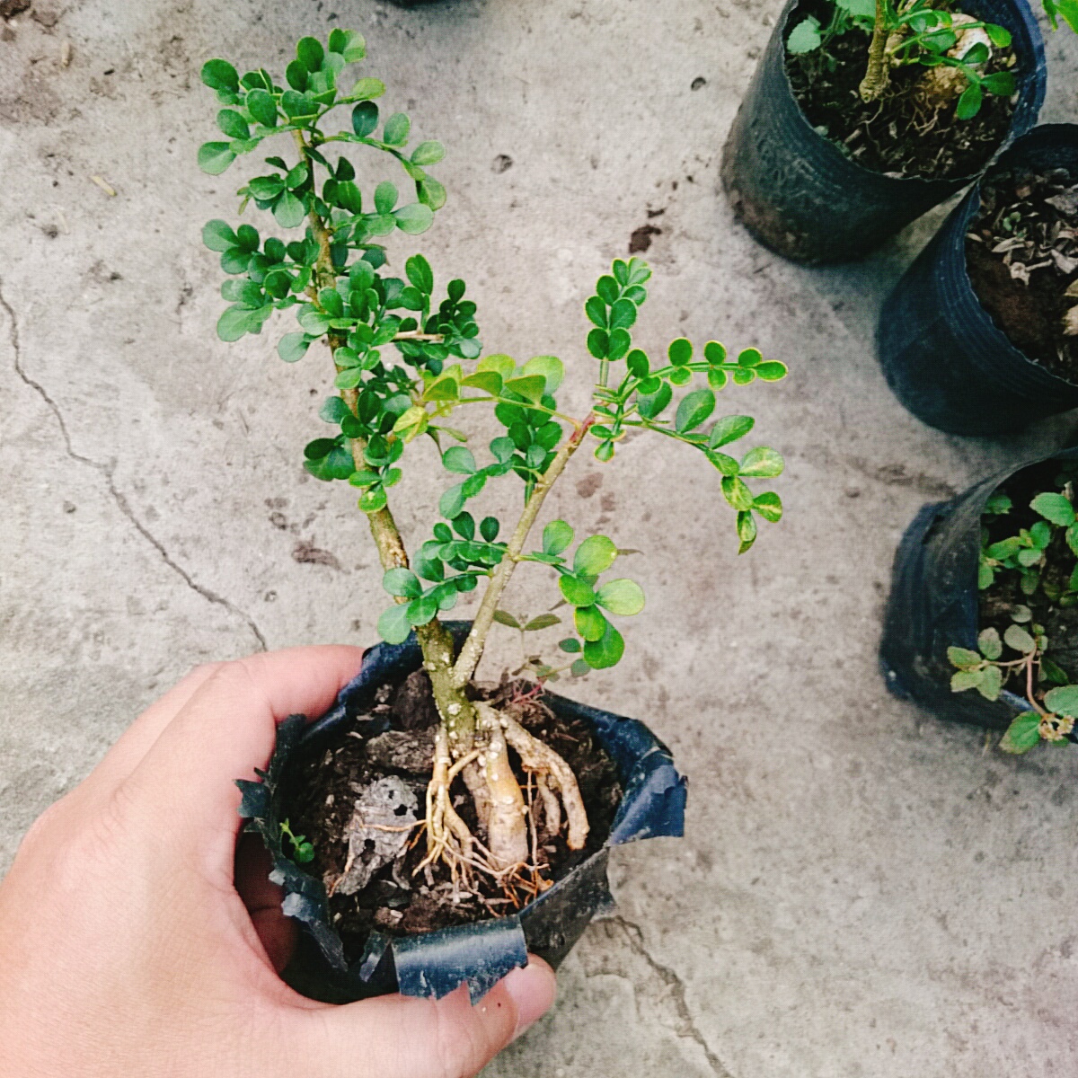 Cây Cần Thăng Mini