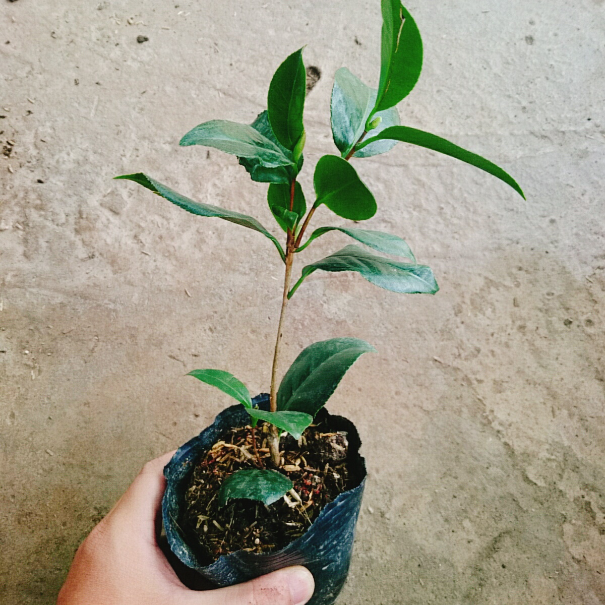 Cây Trà My Ngũ Sắc