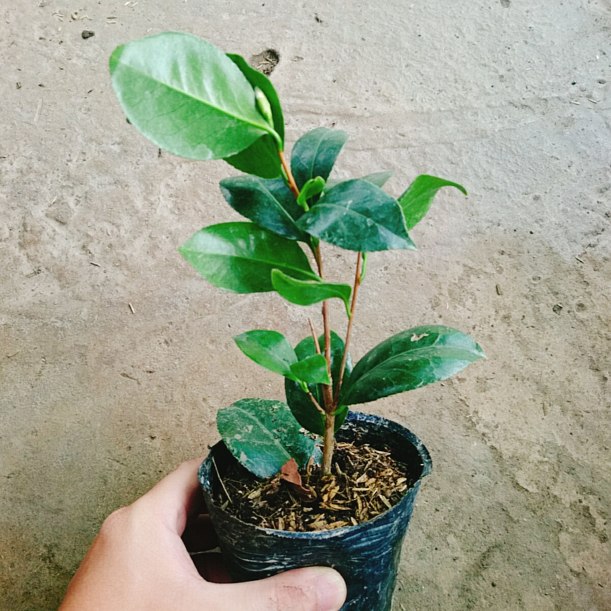 Cây Trà My Ngũ Sắc