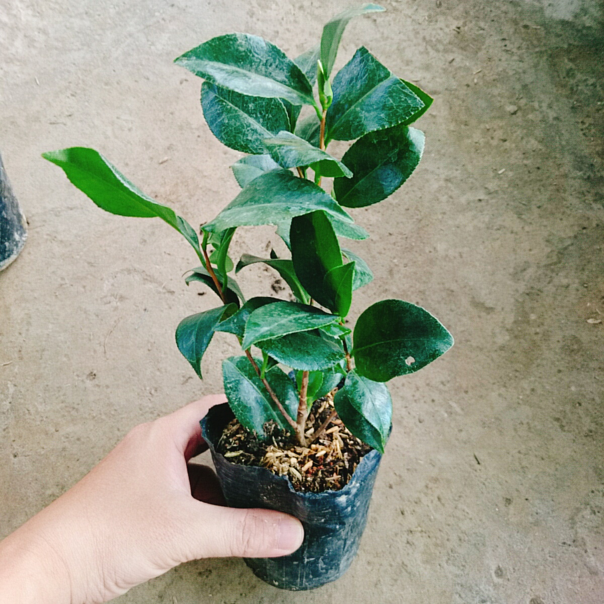 Cây Trà My Ngũ Sắc