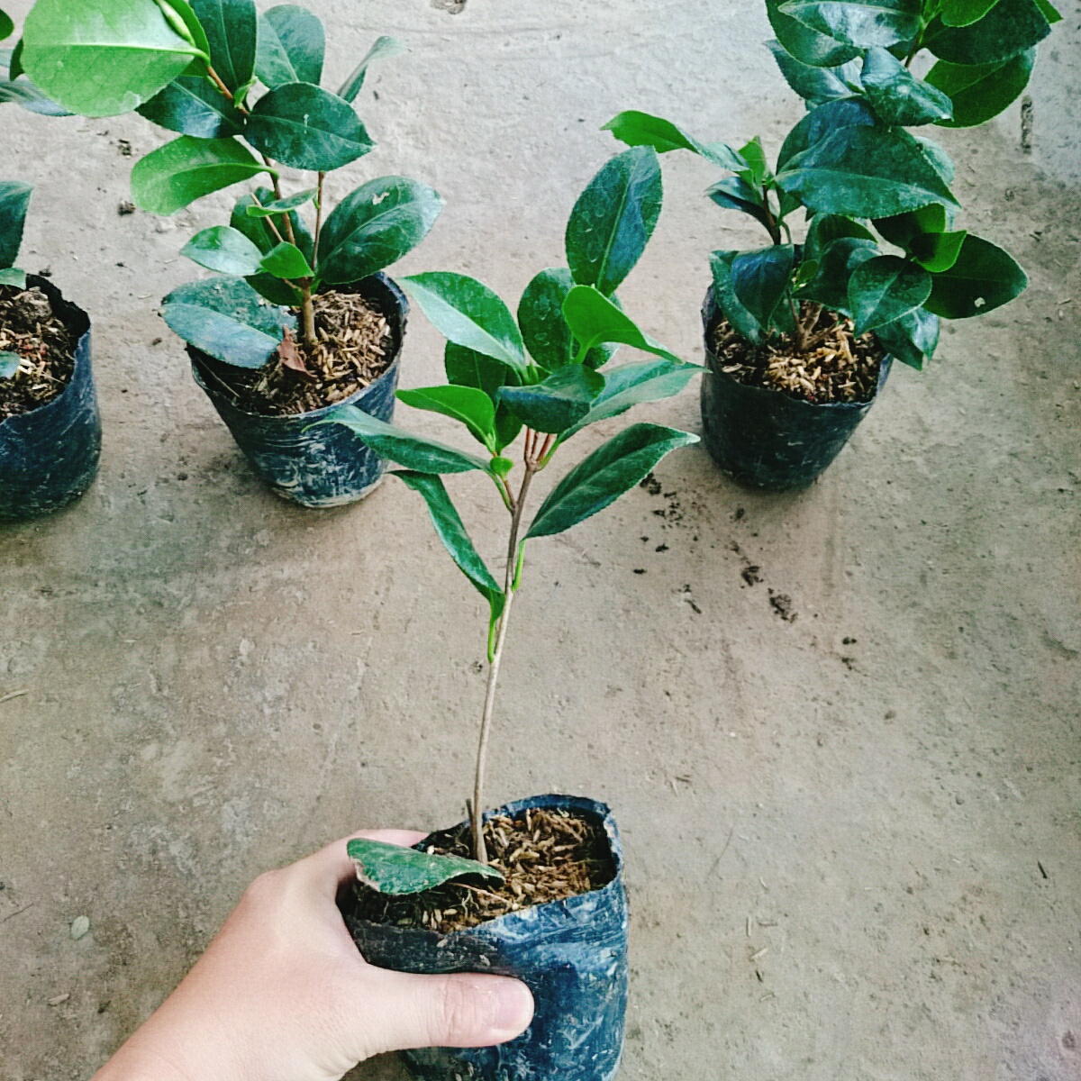 Cây Trà My Ngũ Sắc
