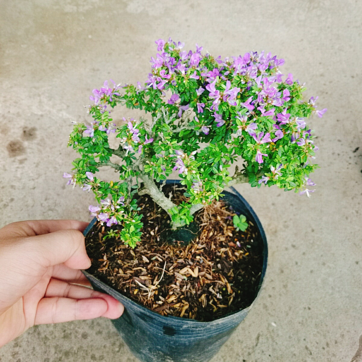 Cây Linh Sam Bonsai