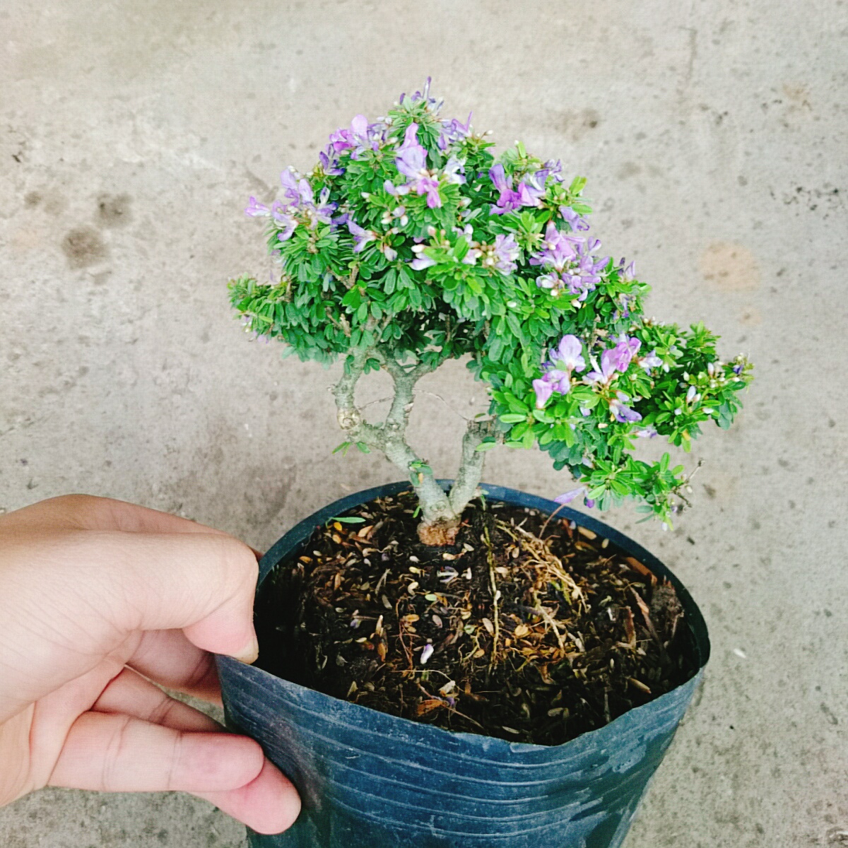 Cây Linh Sam Bonsai
