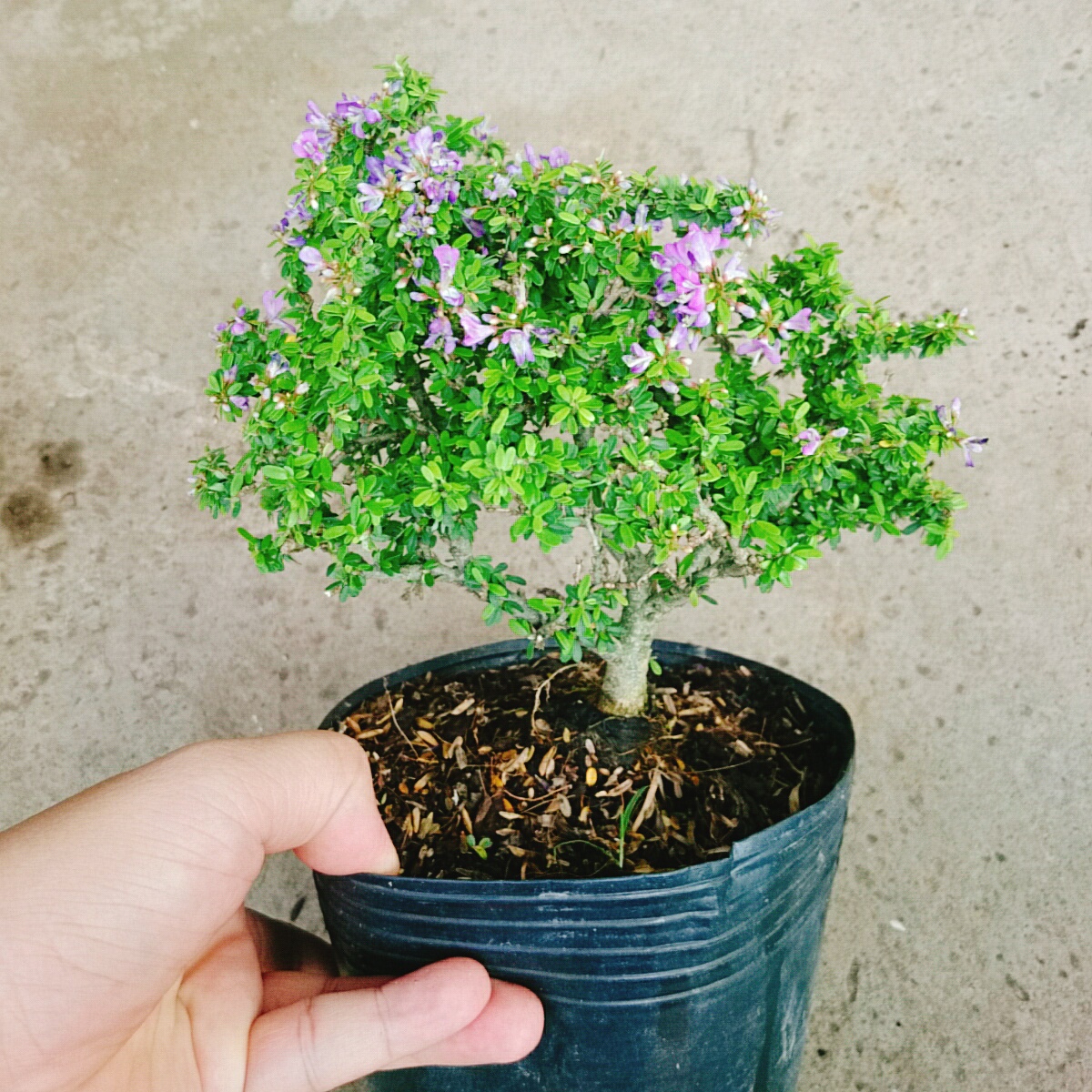 Cây Linh Sam Bonsai