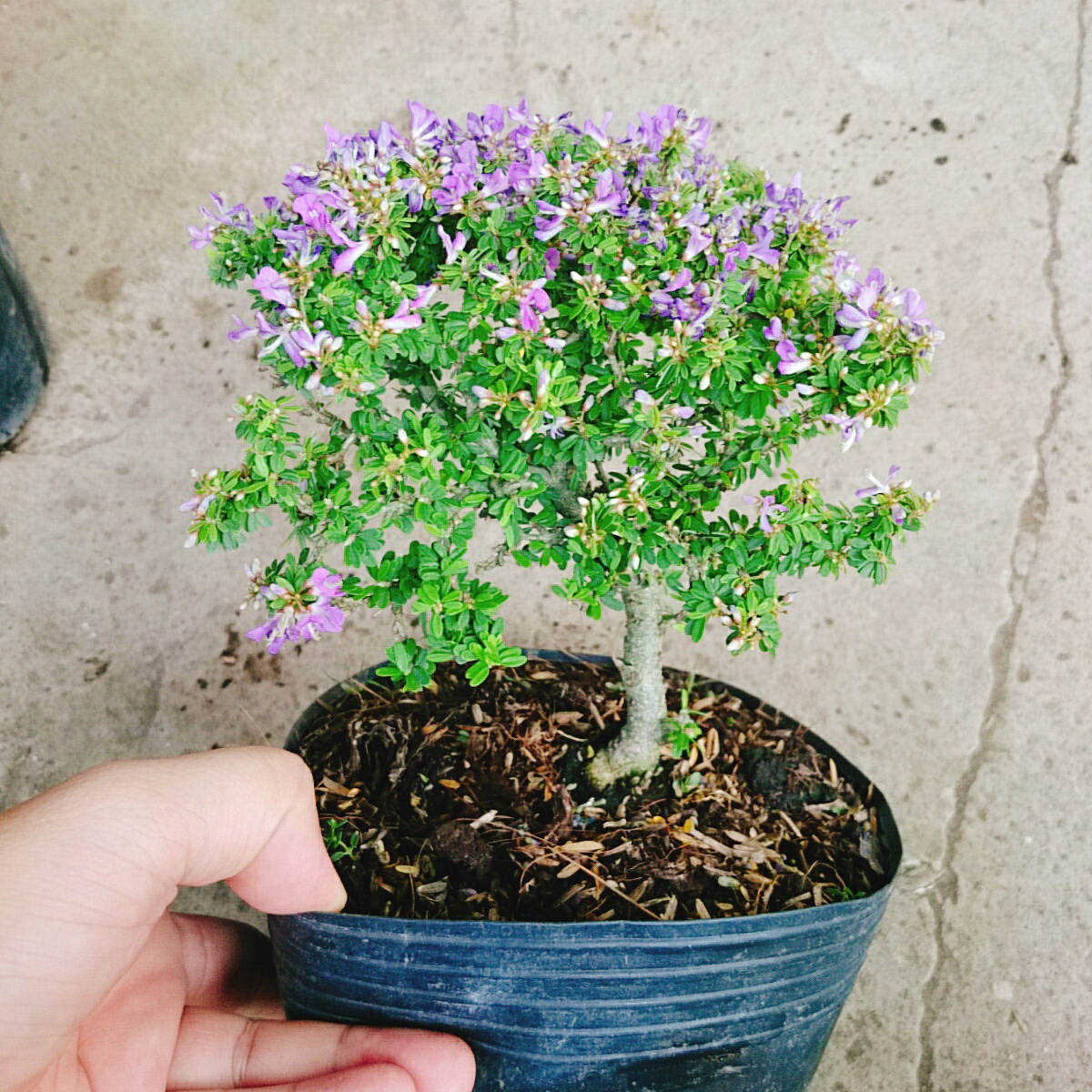 Cây Linh Sam Bonsai