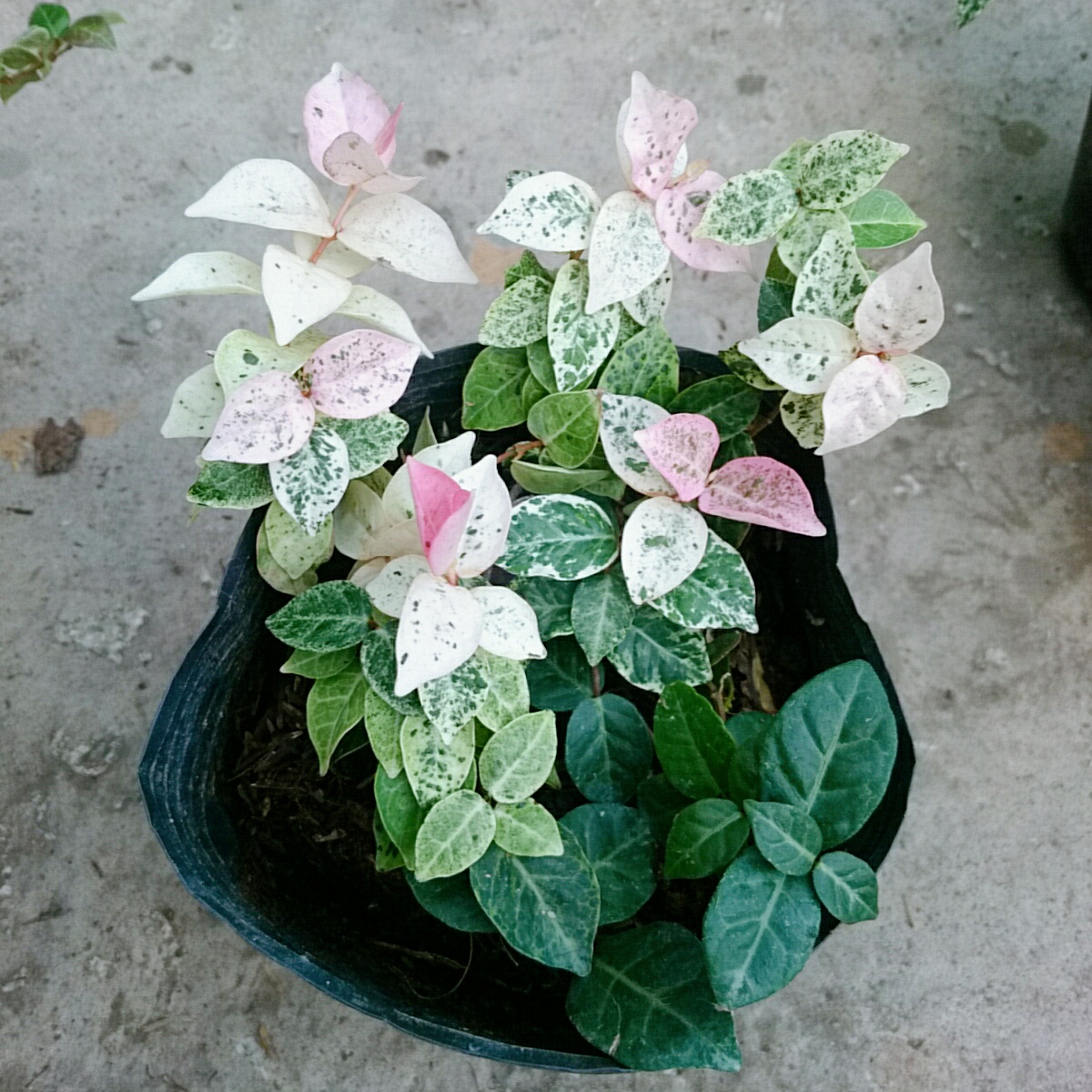 Cây Thằn Lằn Cẩm Thạch