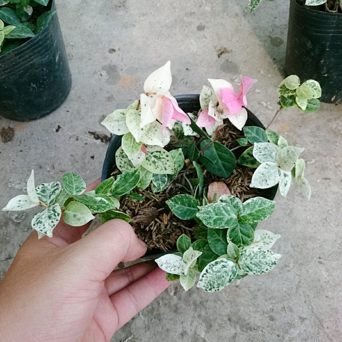 Cây Thằn Lằn Cẩm Thạch