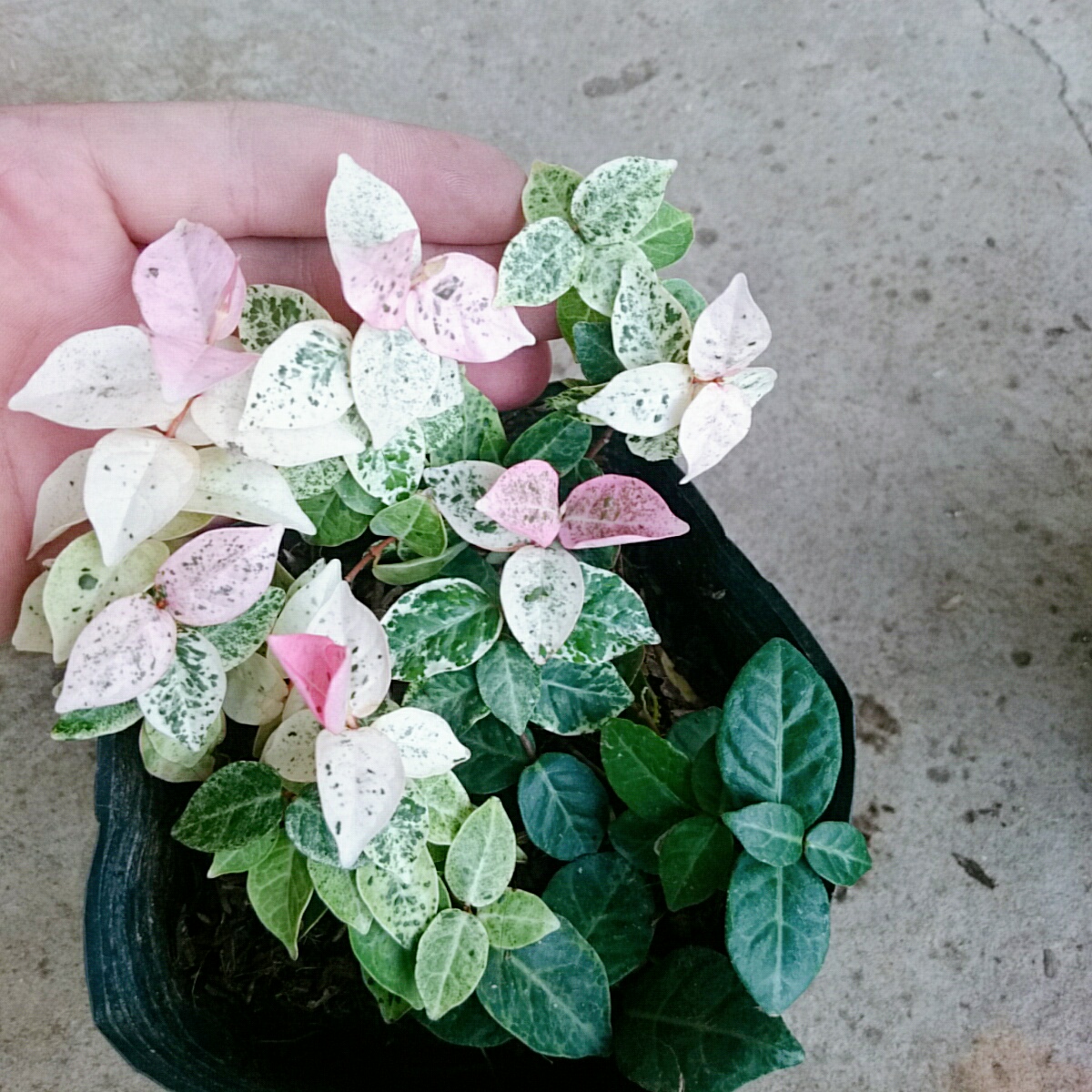 Cây Thằn Lằn Cẩm Thạch