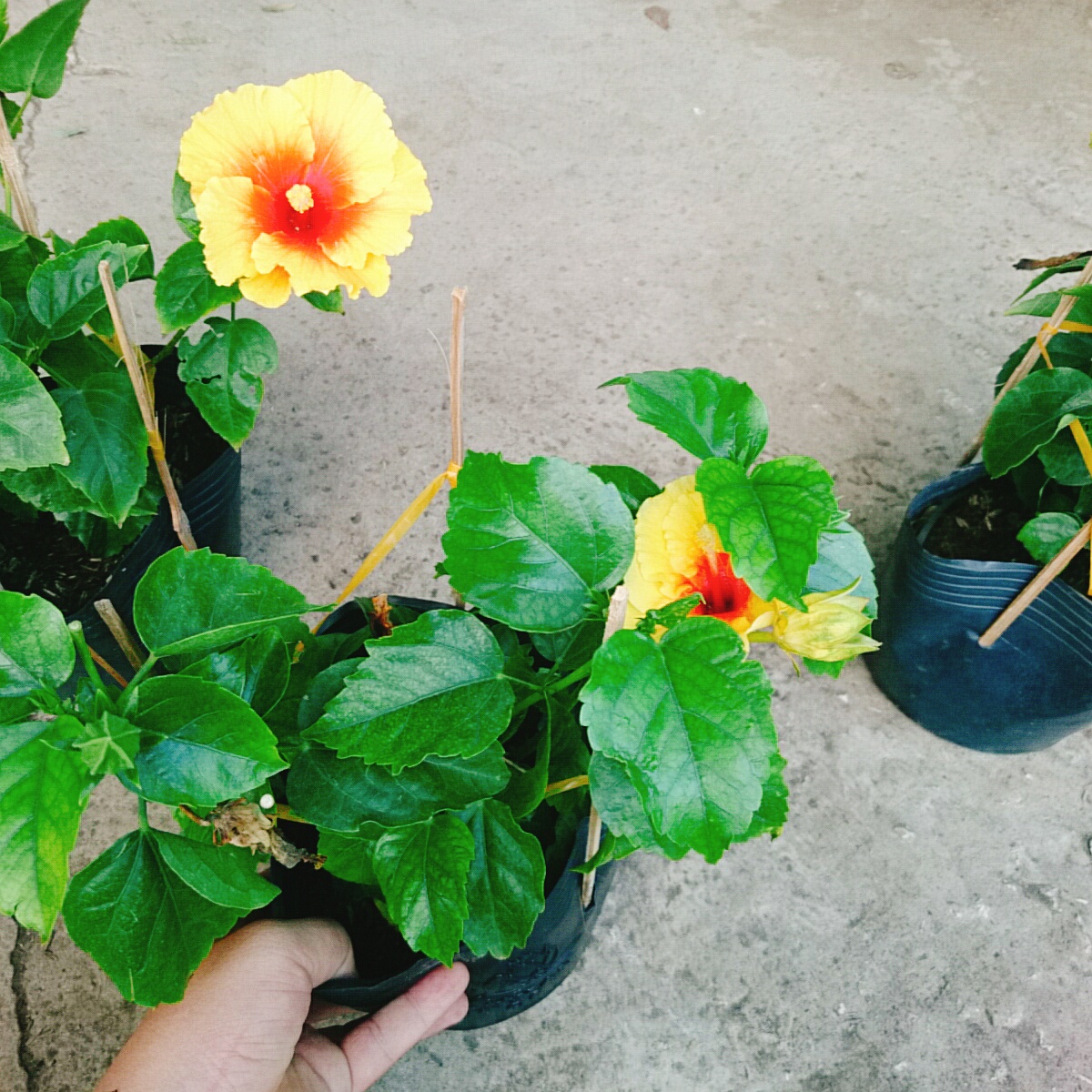 Cây Dâm Bụt Vàng