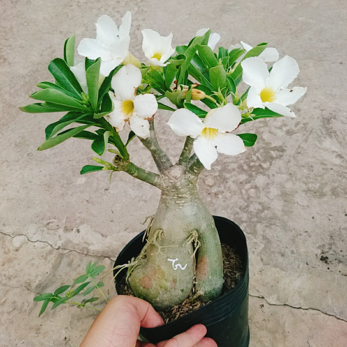 Cây Sứ Trắng