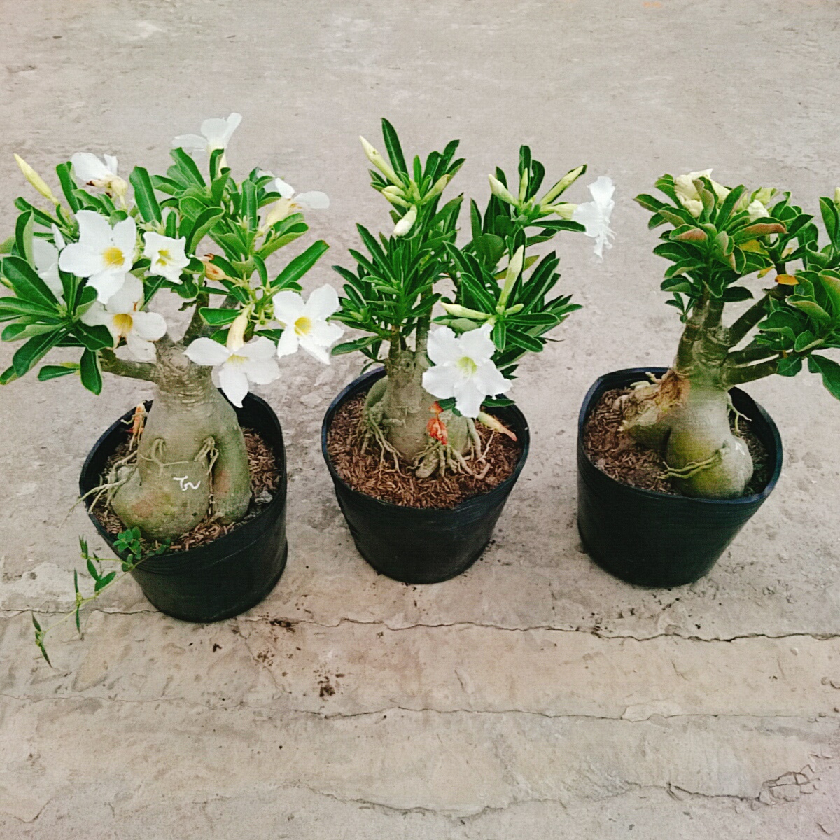 Cây Sứ Trắng