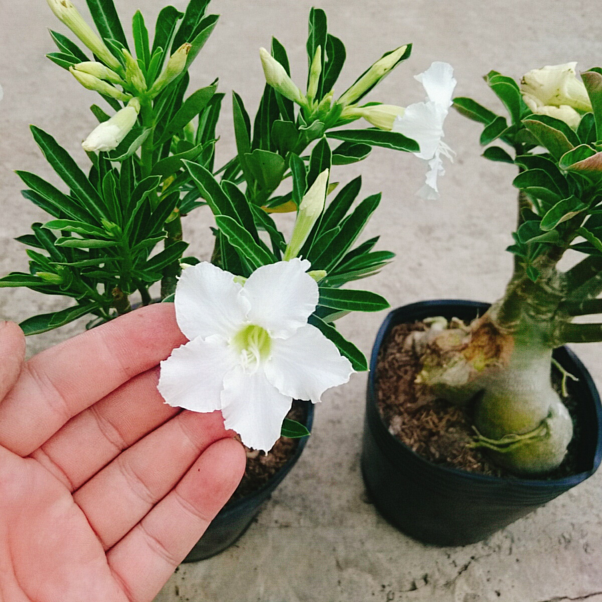 Cây Sứ Trắng