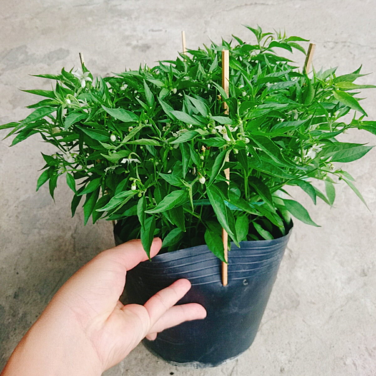 Cây Ớt Chỉ Thiên