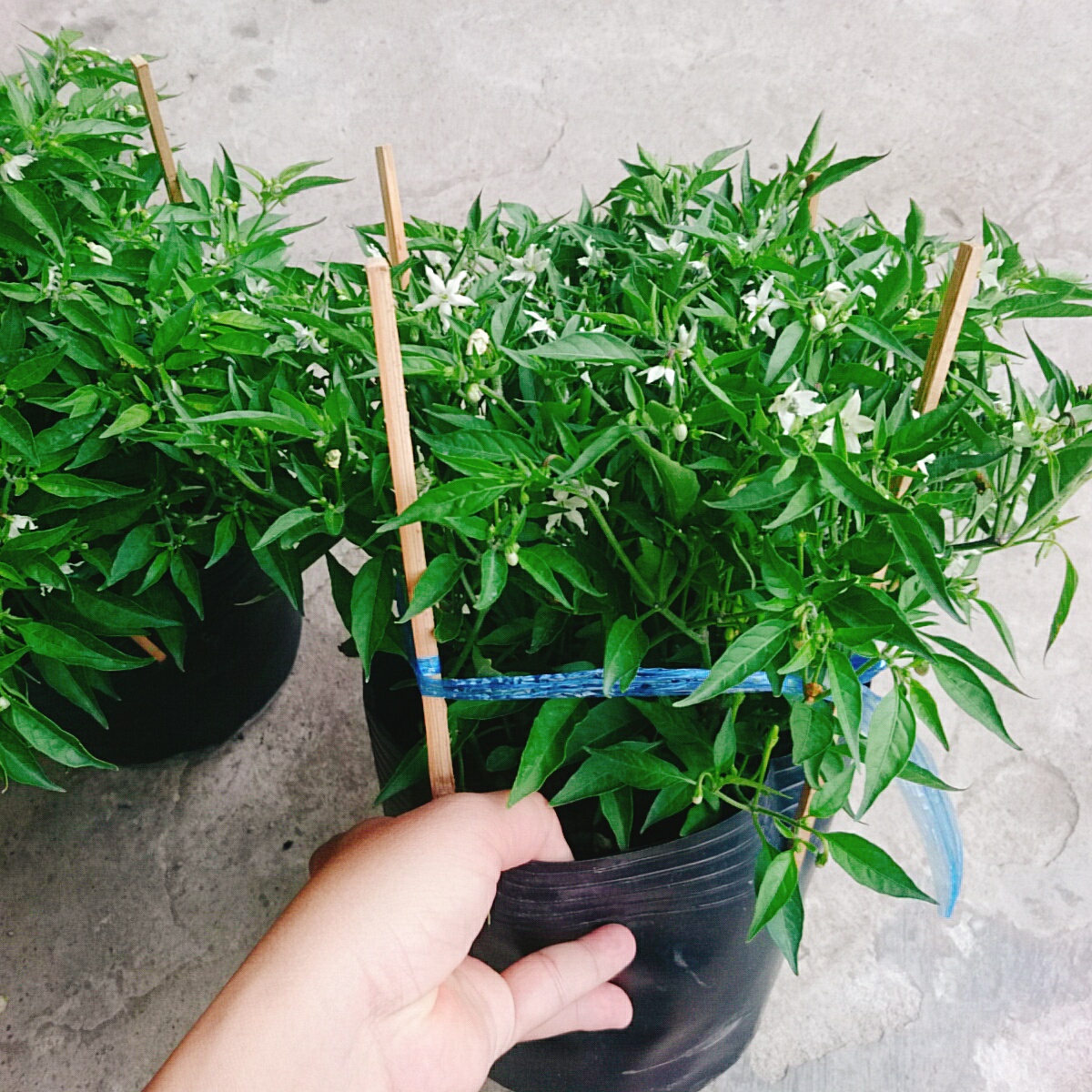 Cây Ớt Chỉ Thiên