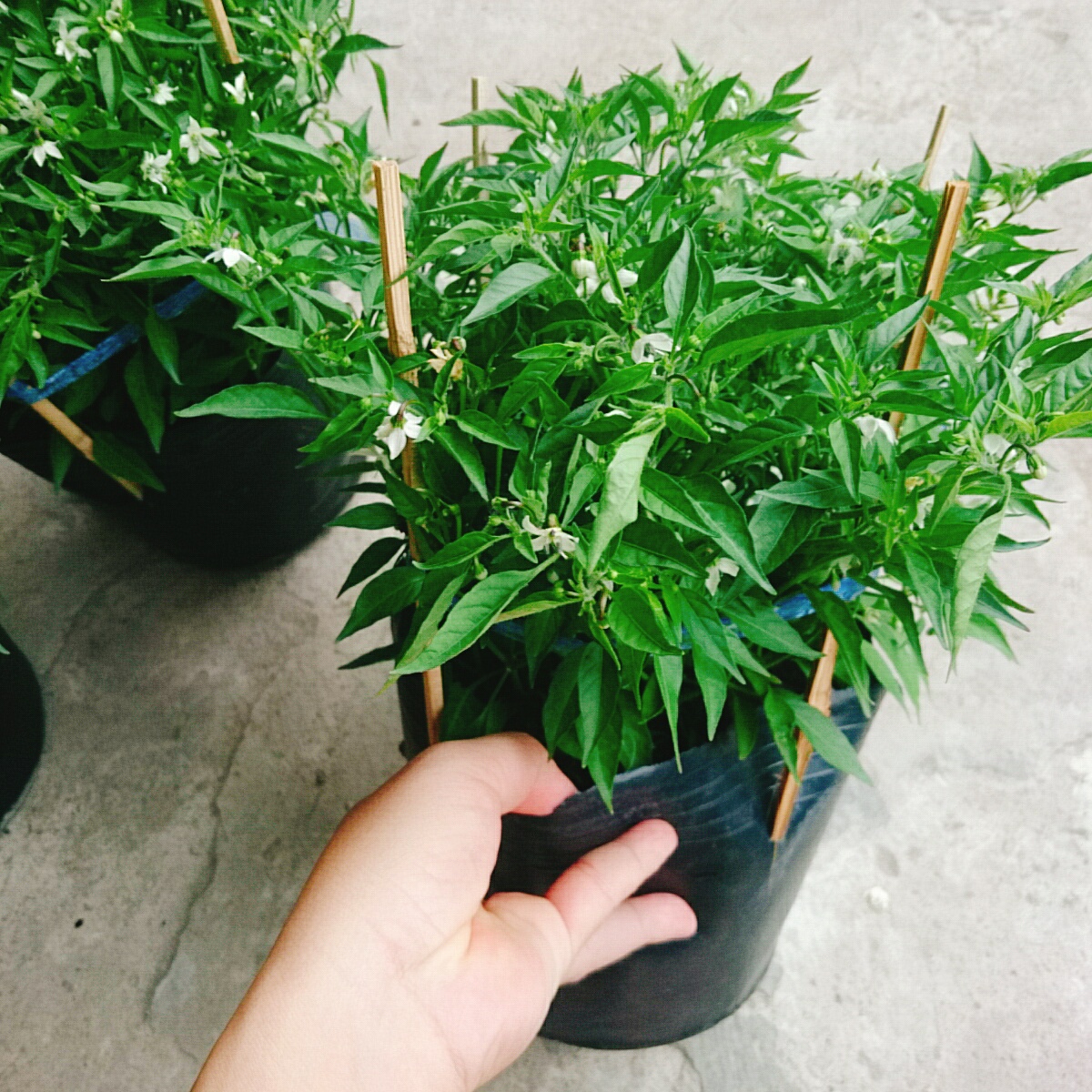 Cây Ớt Chỉ Thiên