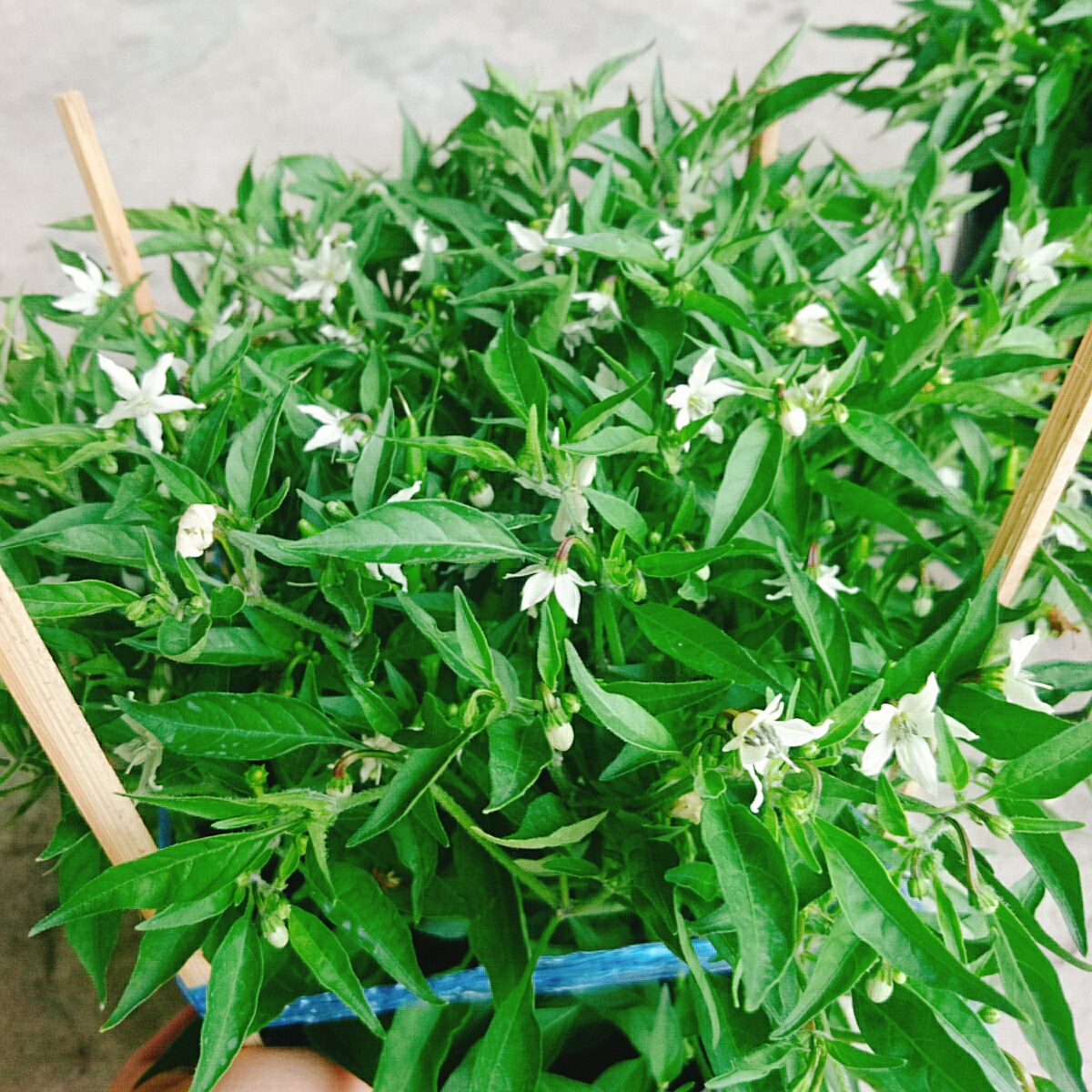 Cây Ớt Chỉ Thiên