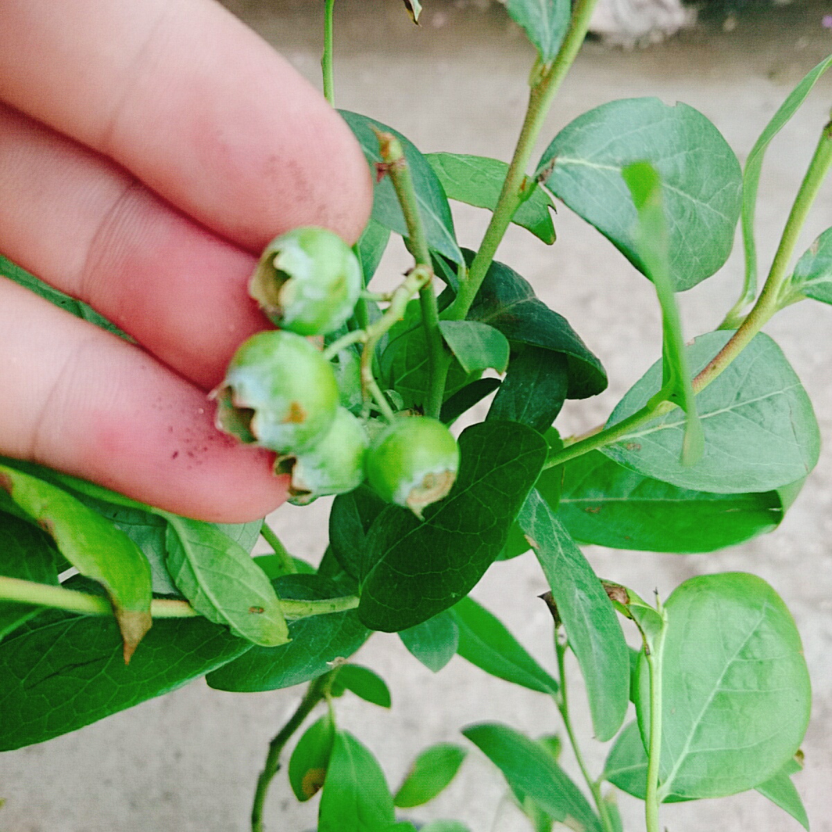 Cây Việt Quất