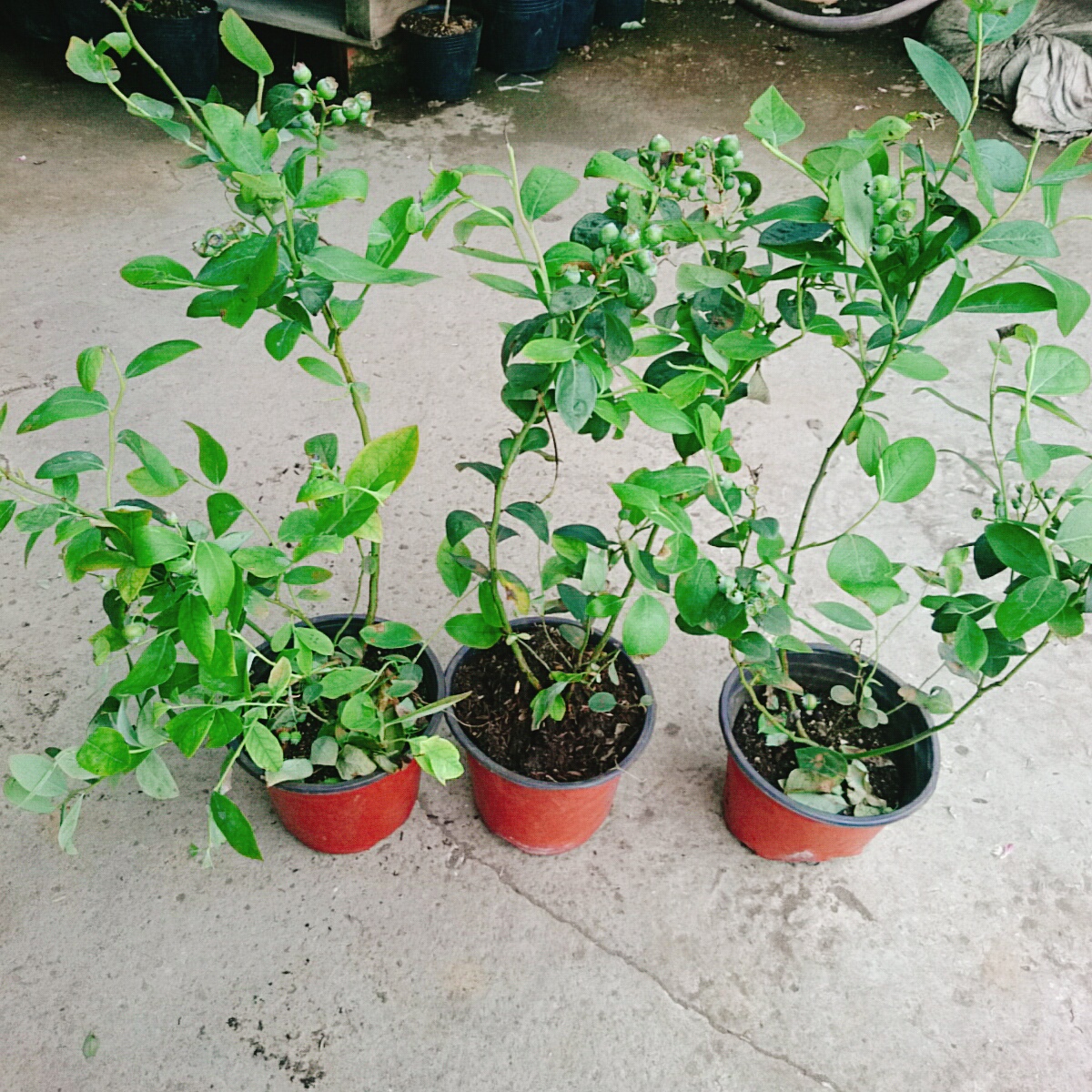 Cây Việt Quất