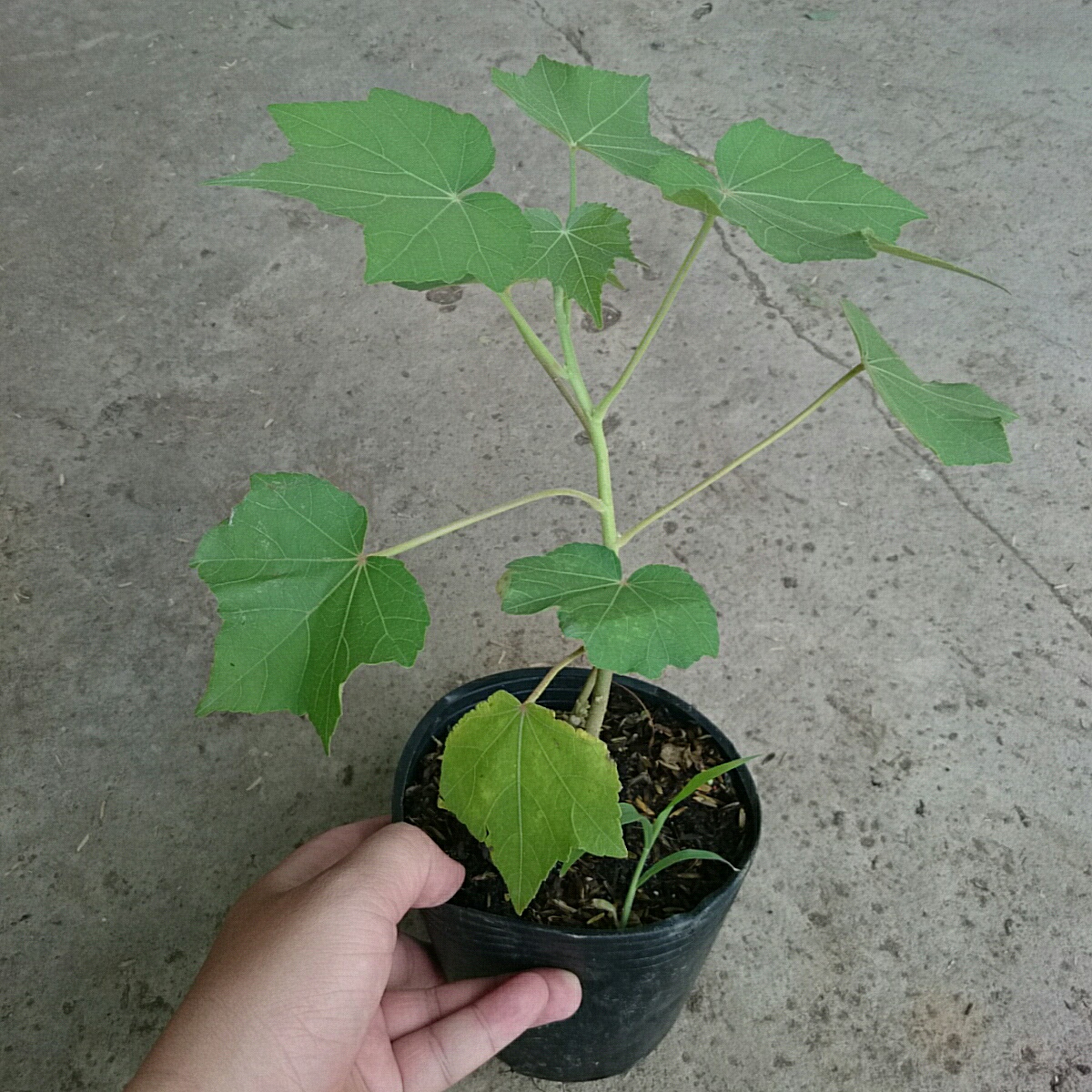 Cây Phù Dung