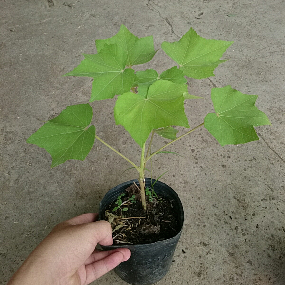 Cây Phù Dung