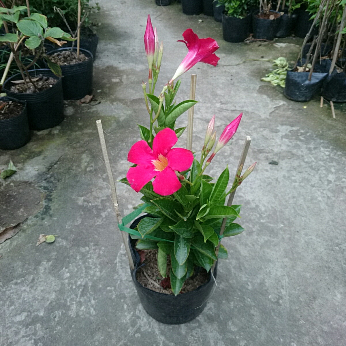 Cây Huỳnh Anh Đỏ