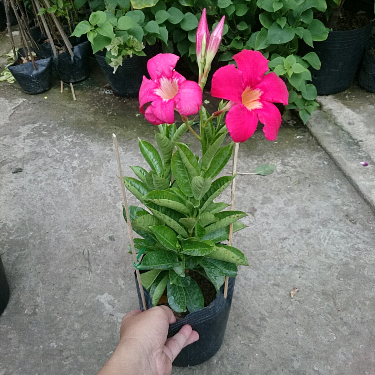Cây Huỳnh Anh Đỏ