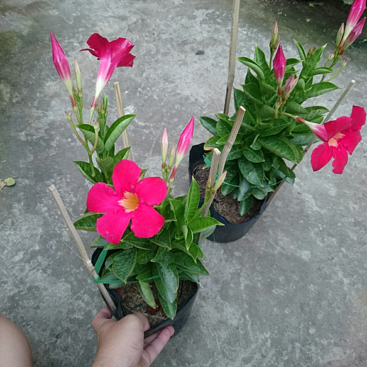 Cây Huỳnh Anh Đỏ