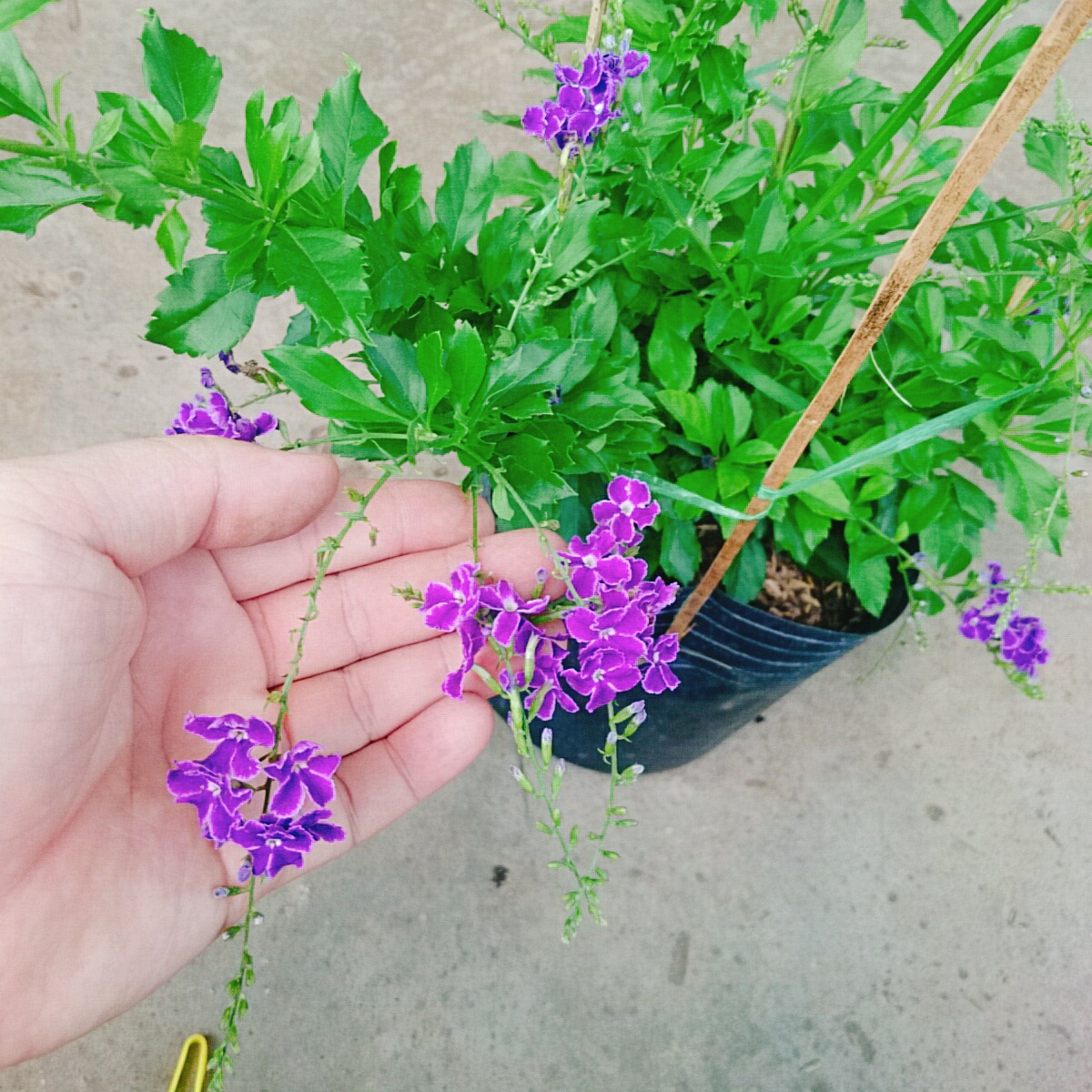 Cây Chuỗi Ngọc SB (Tím)