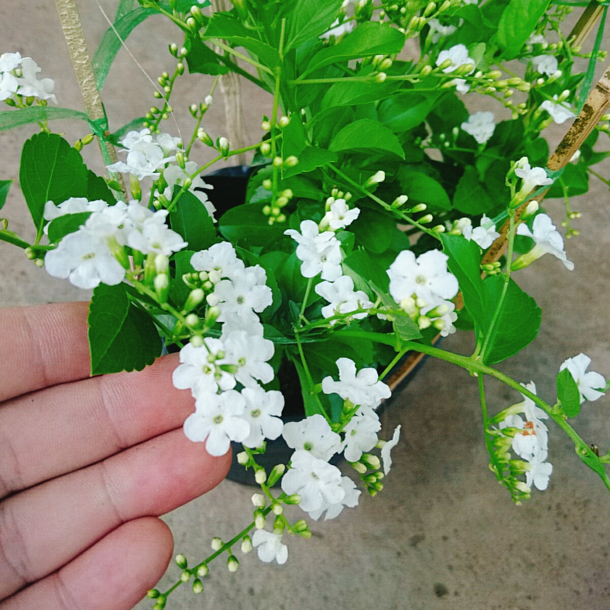 Cây Chuỗi Ngọc SB (Trắng)
