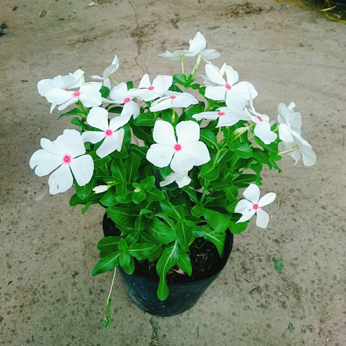 Cây Hoa Dừa Cạn (Trắng)