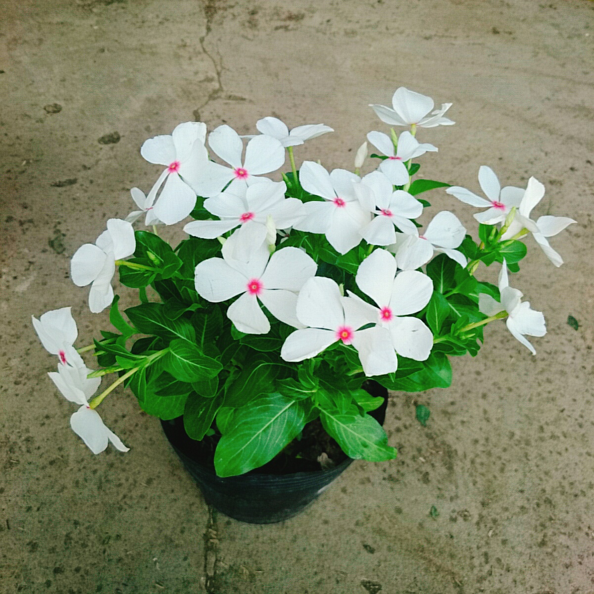 Cây Hoa Dừa Cạn (Trắng)