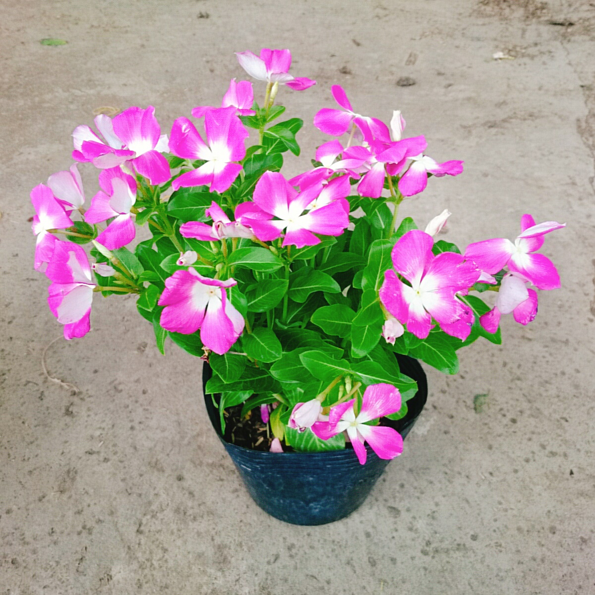 Cây Hoa Dừa Cạn (Tím)