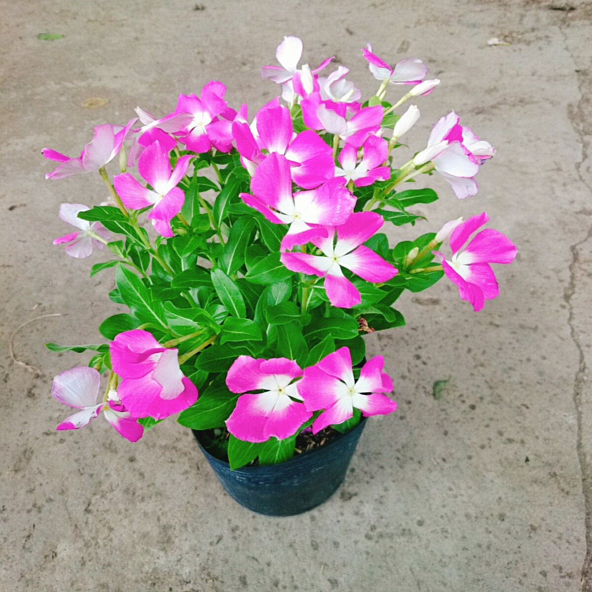 Cây Hoa Dừa Cạn (Tím)