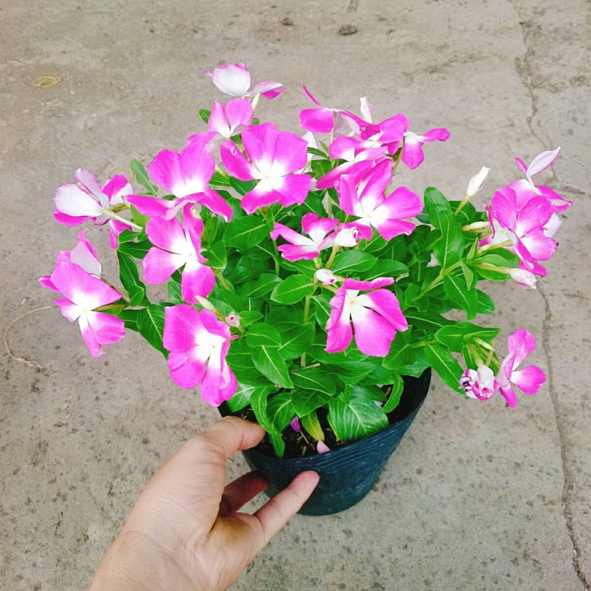 Cây Hoa Dừa Cạn (Tím)