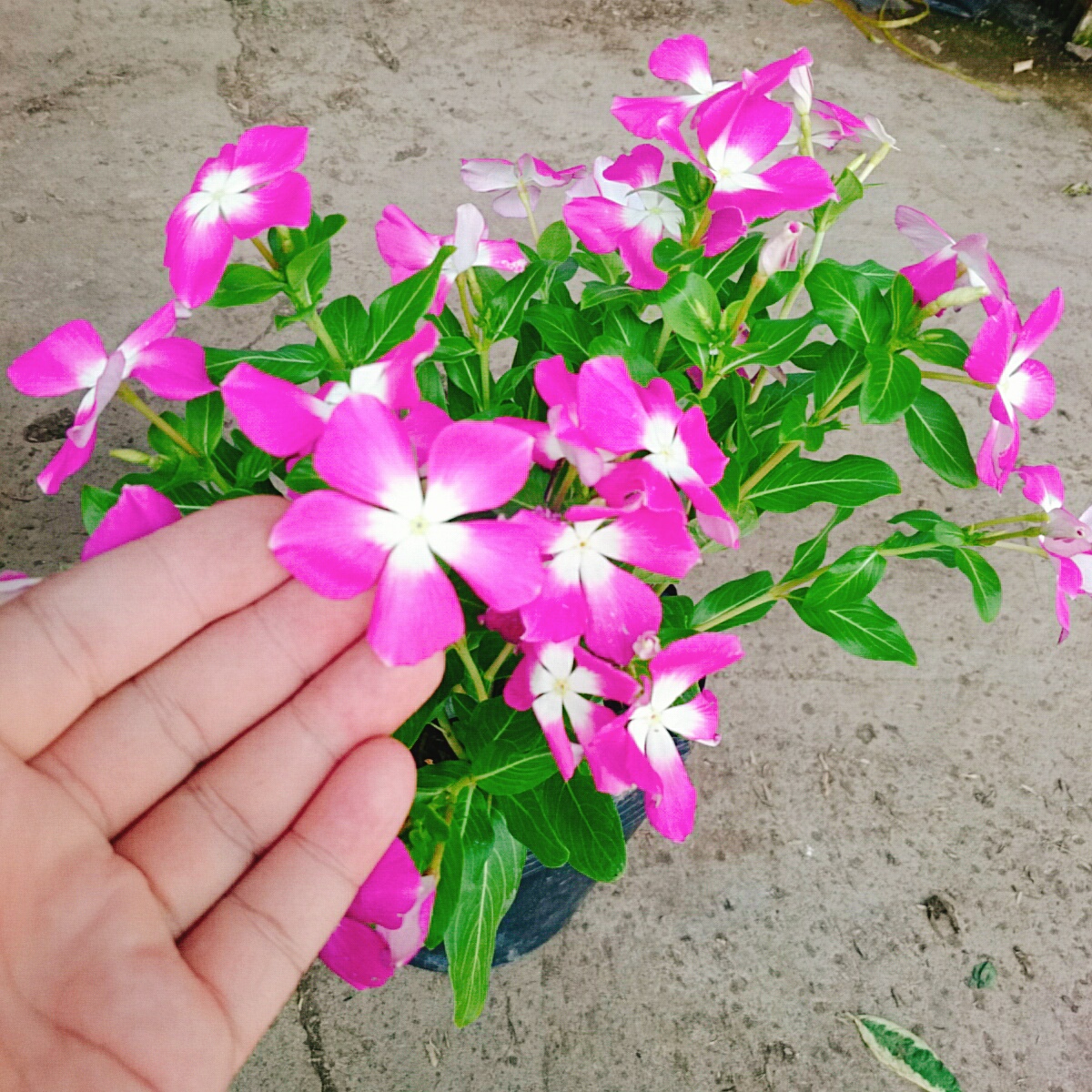 Cây Hoa Dừa Cạn (Tím)