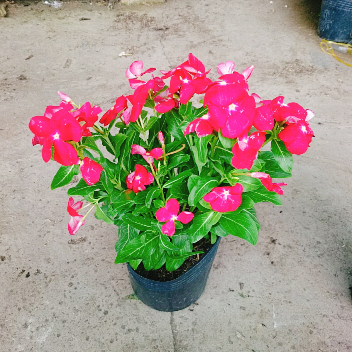 Cây Hoa Dừa Cạn (Đỏ)