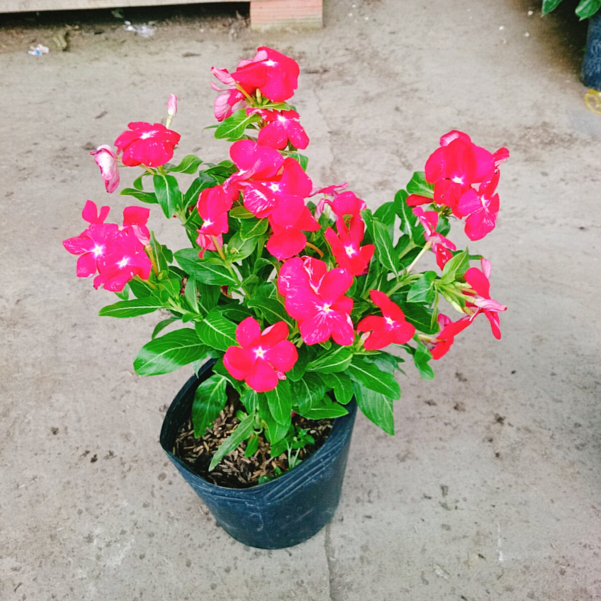 Cây Hoa Dừa Cạn (Đỏ)