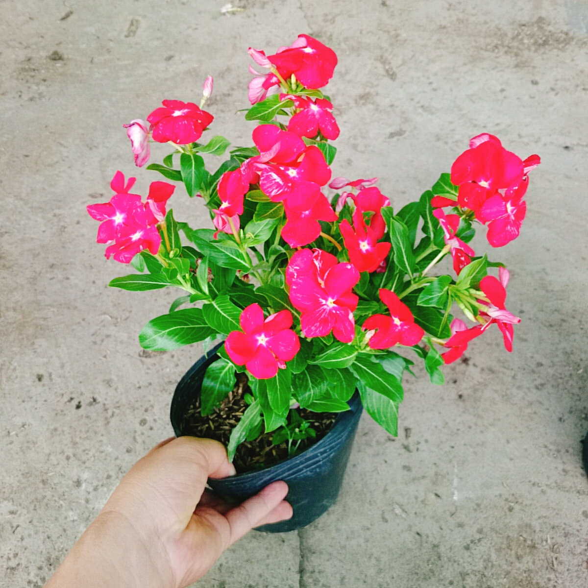 Cây Hoa Dừa Cạn (Đỏ)