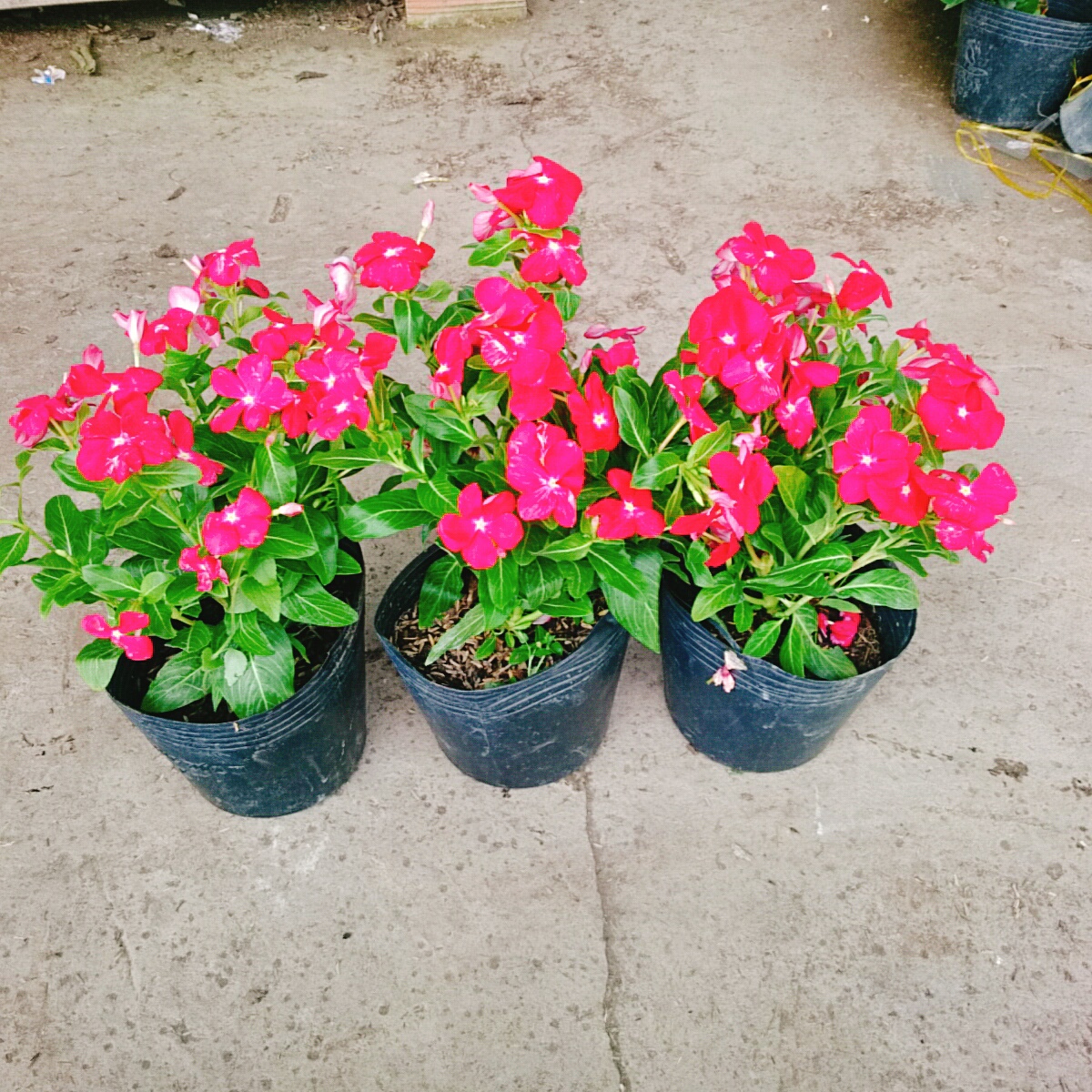 Cây Hoa Dừa Cạn (Đỏ)