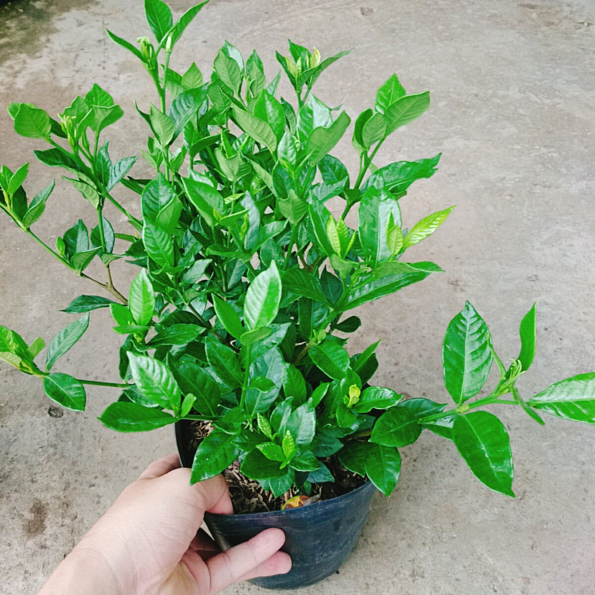 Cây Lài Tiểu Thư