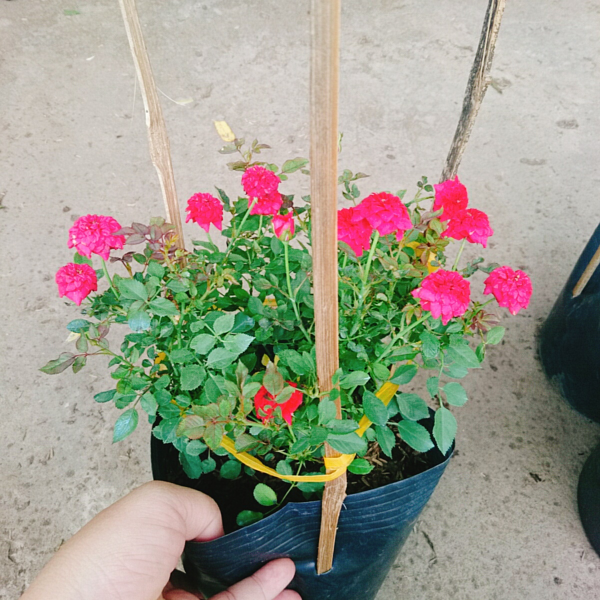 Cây Hồng Tỉ Muội Đỏ