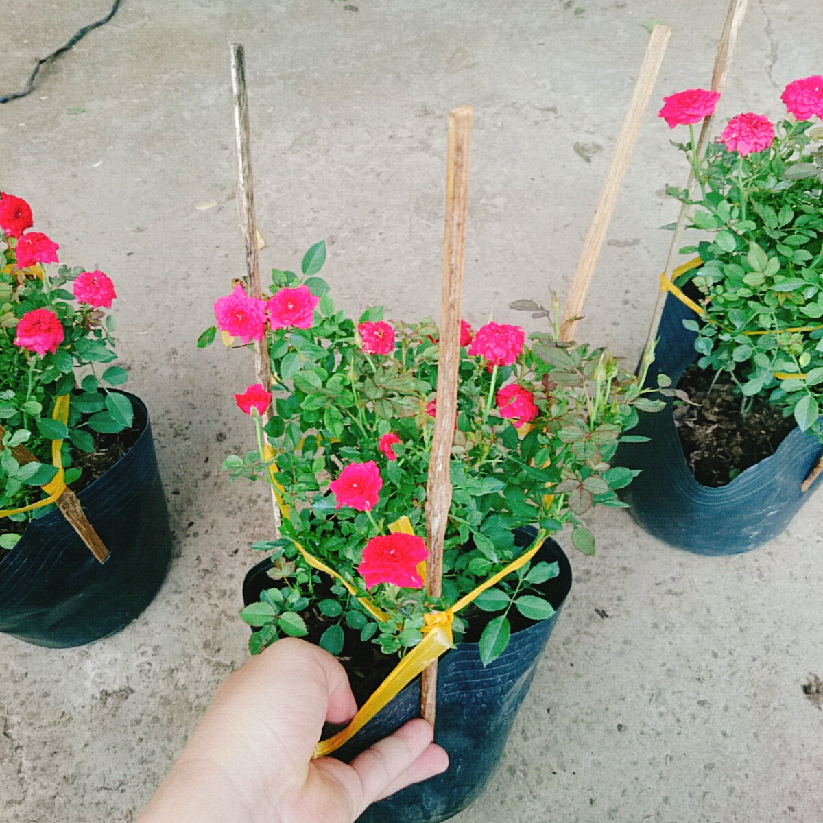 Cây Hồng Tỉ Muội Đỏ