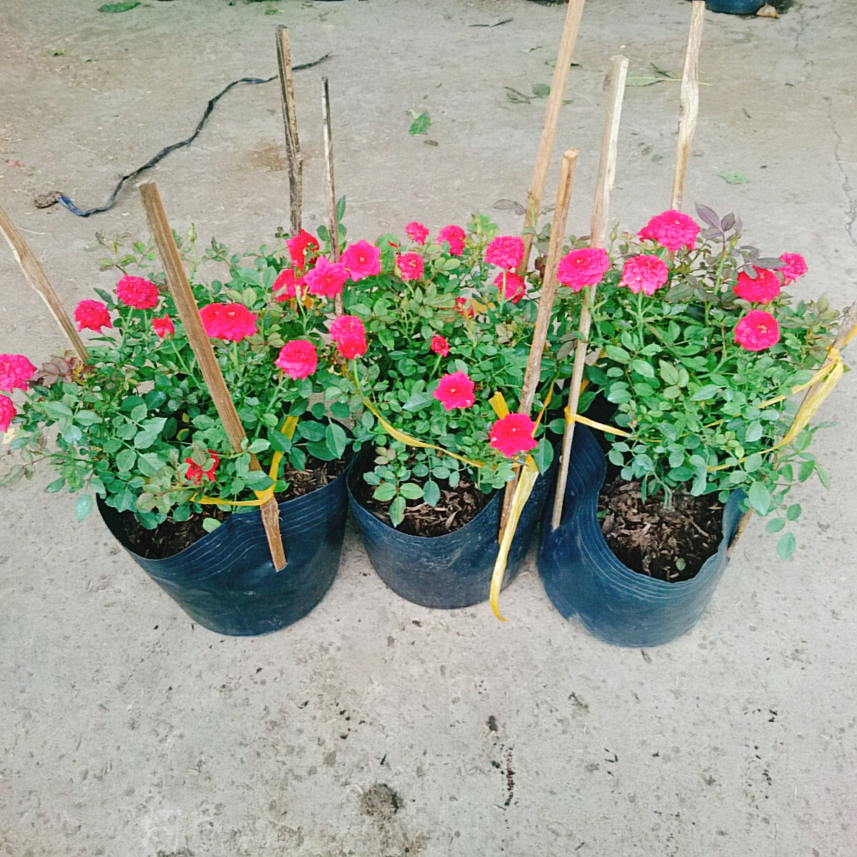 Cây Hồng Tỉ Muội Đỏ