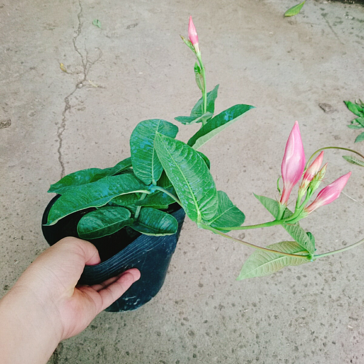 Cây Hồng Anh Dây Leo