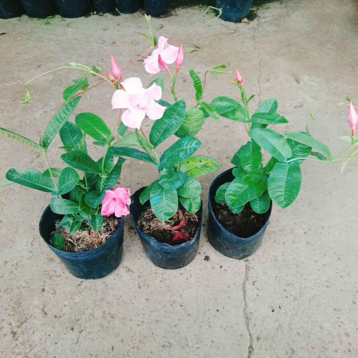 Cây Hồng Anh Dây Leo